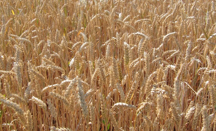 wheat field