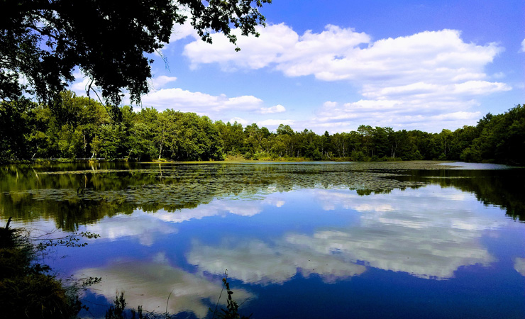 Sologne pond