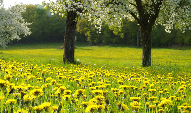 orchards of pear trees