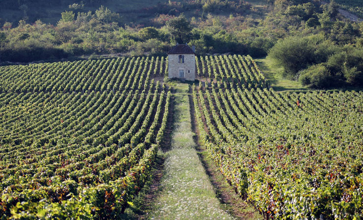 Côte Chalonnaise vineyards