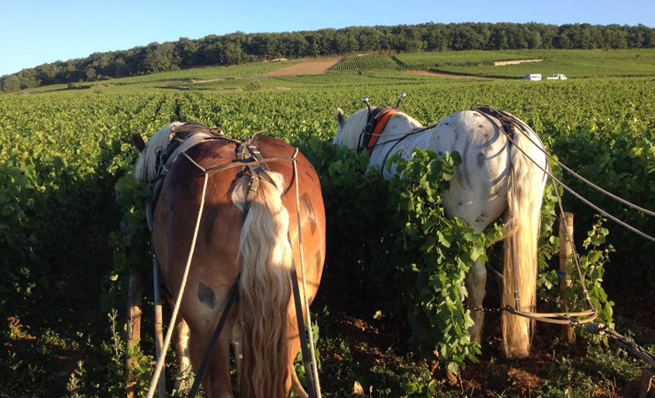 Draught horses in Aloxe-Corton vineyards