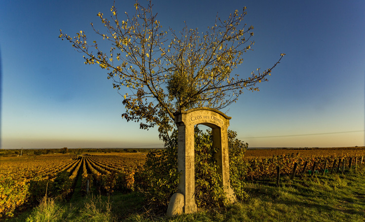 sunset on Burgundy vineyards - 'Climats de Bourgogne'