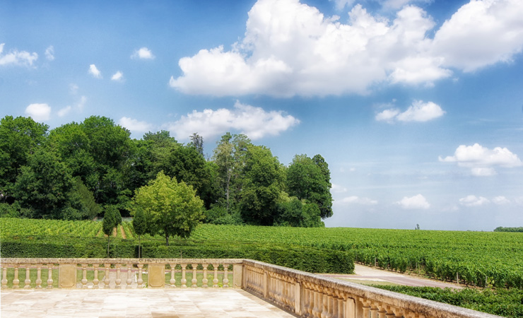 view on the vineyards