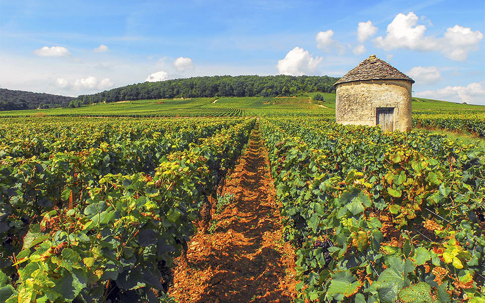 Côte de Beaune vineyards