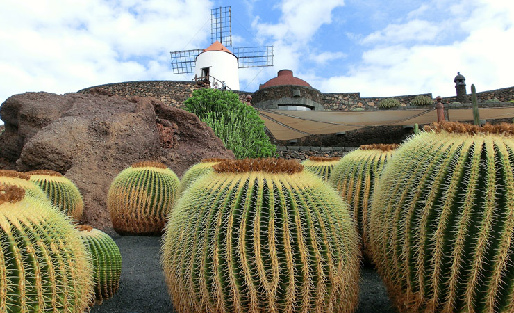 cactus