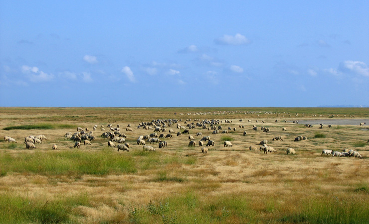 salt meadows sheeps