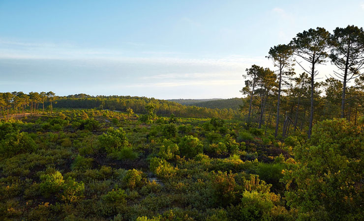 Maubuisson - forest and lake