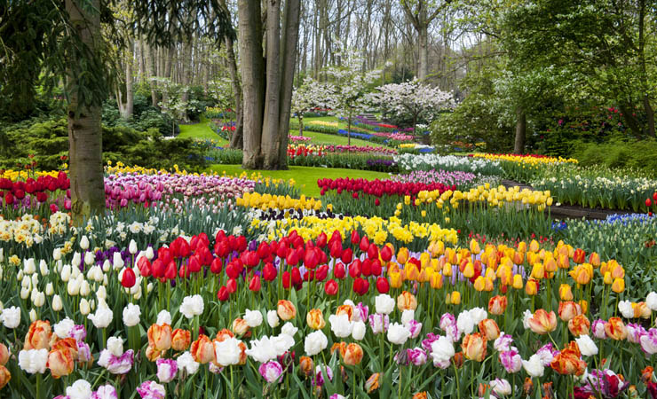 Keukenhof park