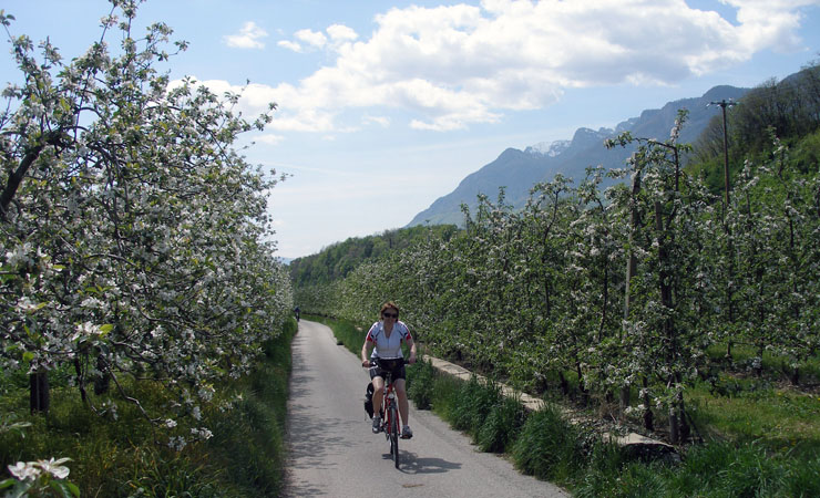 Cycle path lined with apple trees in flower