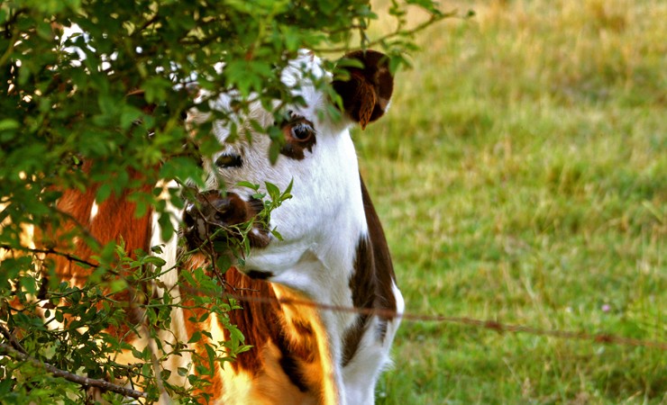 Norman cow