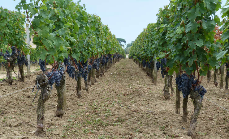 Margaux vineyards
