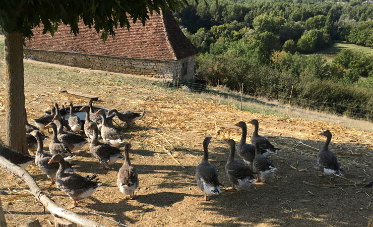 duck & geese breeding