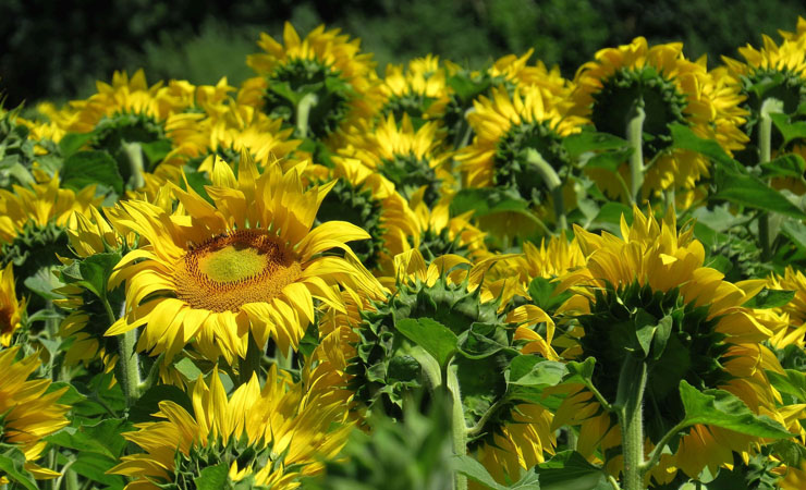 Sunflower fields