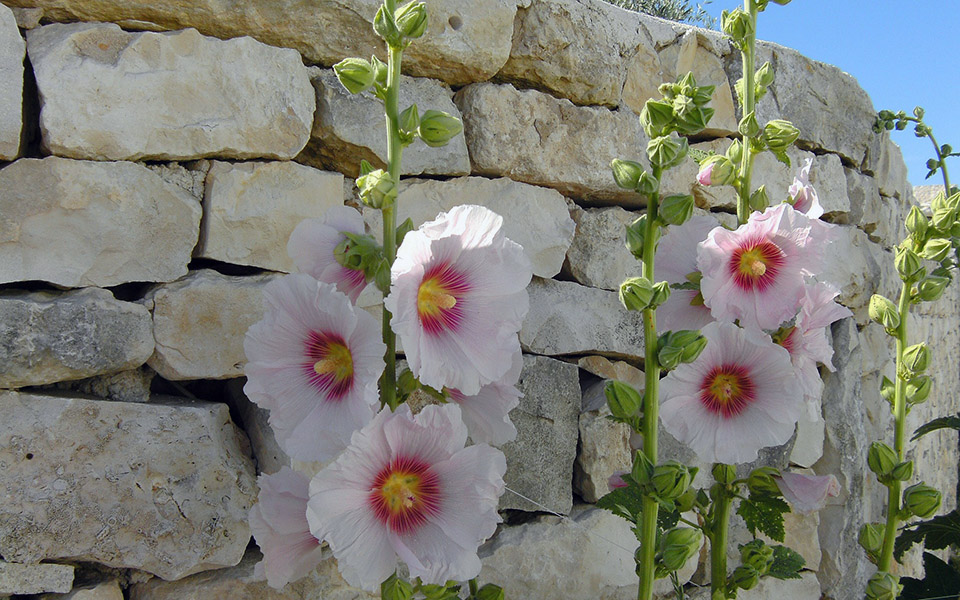 Hollyhock on Ile-de-Ré