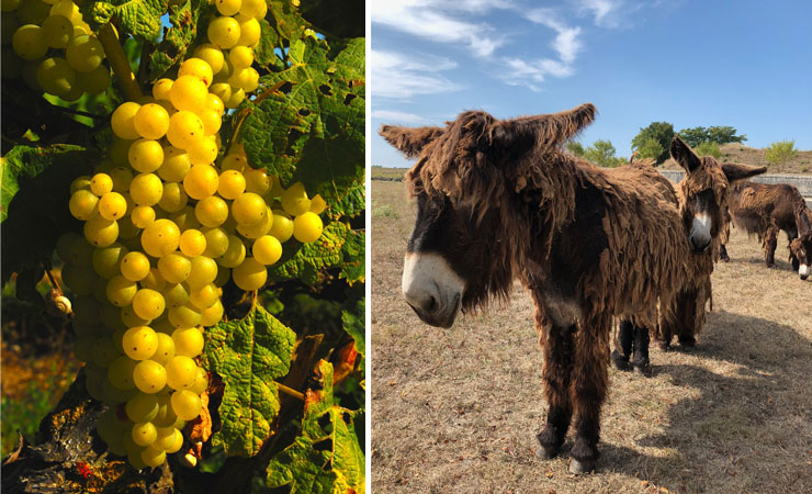 vineyards & donkeys