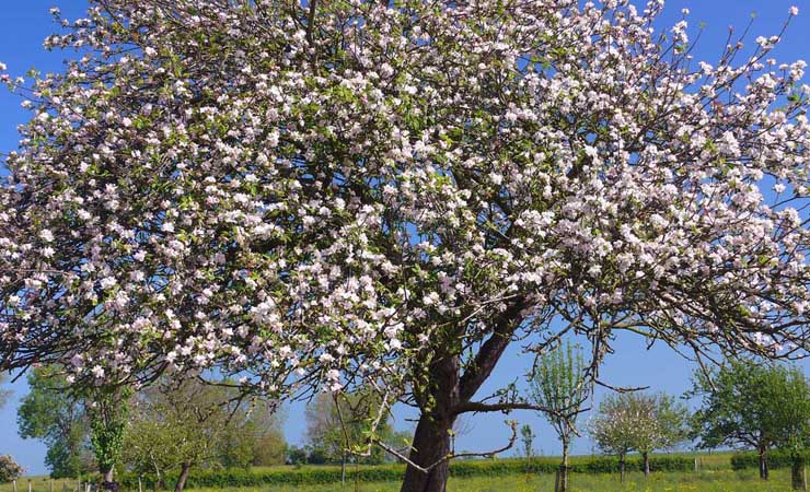 apple tree in bloom