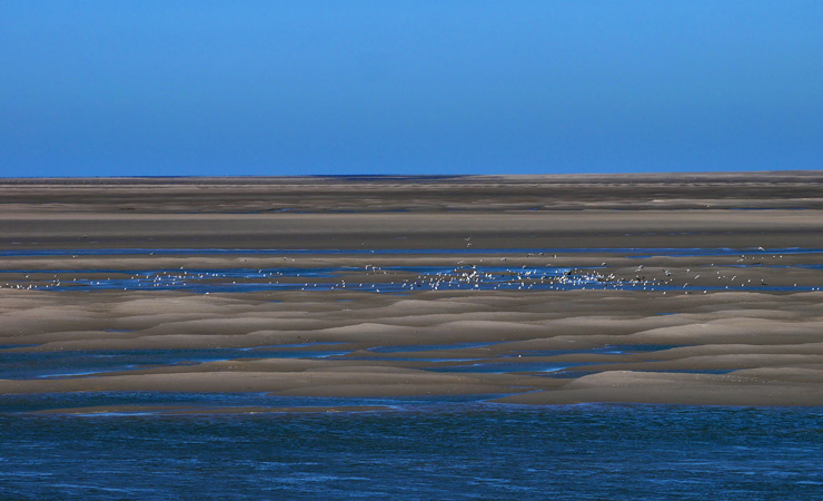 Bay of Somme birds