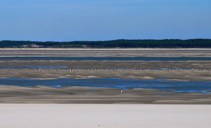 Somme Bay - birds