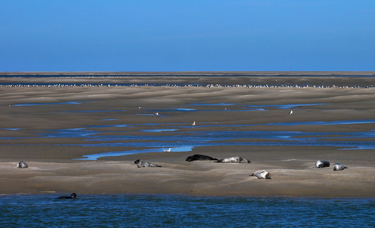 Somme Bay - seals