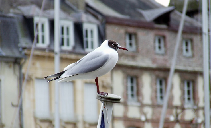 seagull