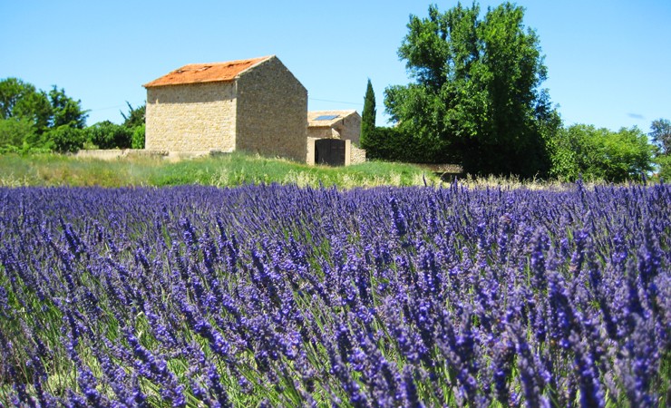 Lavender
