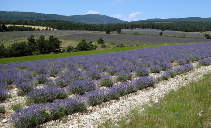 Lavender