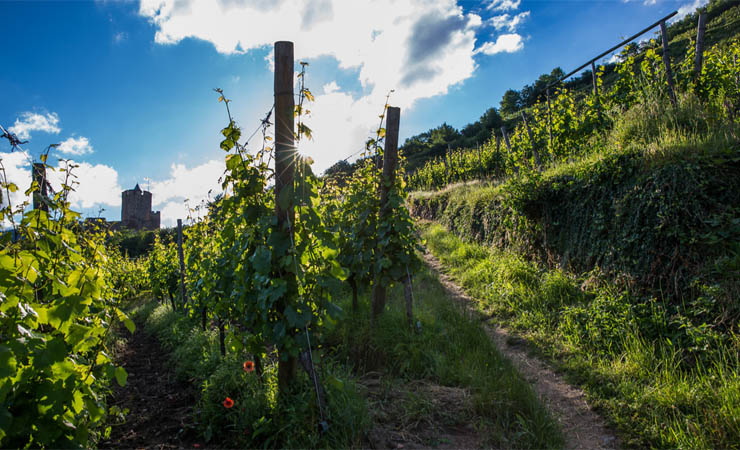 Vineyard Kaysersberg