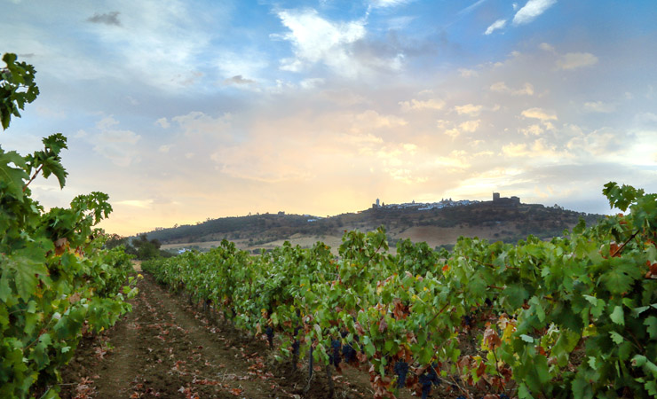 Vineyards (Monsaraz)