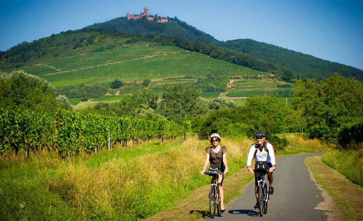 Vineyards & Haut Koenigsbourg