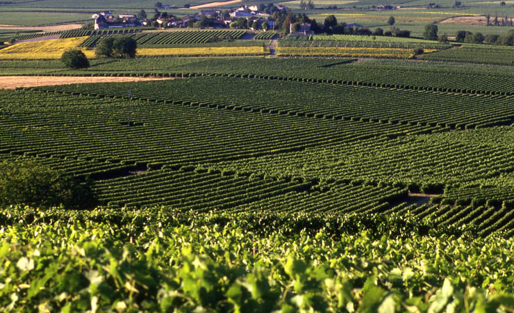 Charente vineyards