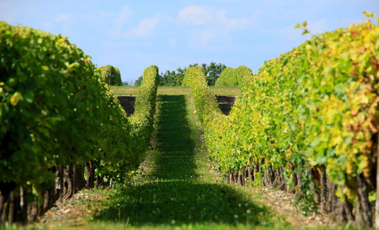 Charentes vineyards