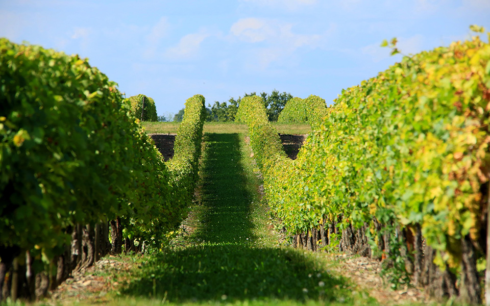 french wine bike tour