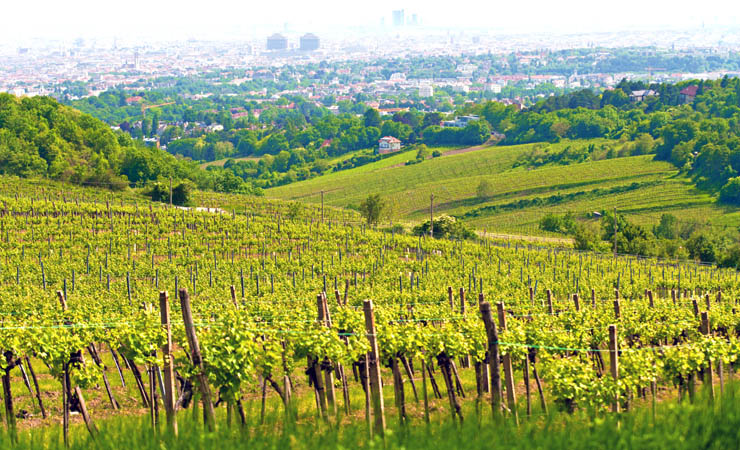Kahlenberg - vineyards