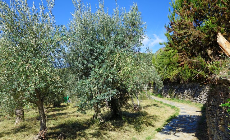 Olive grove