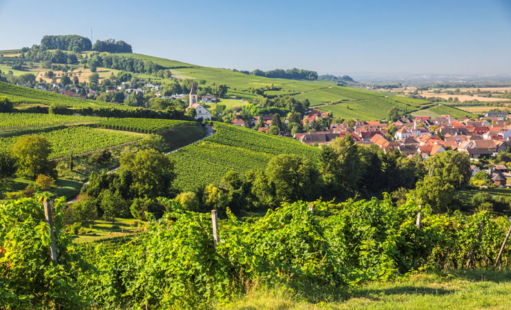 Auggen Weinberge