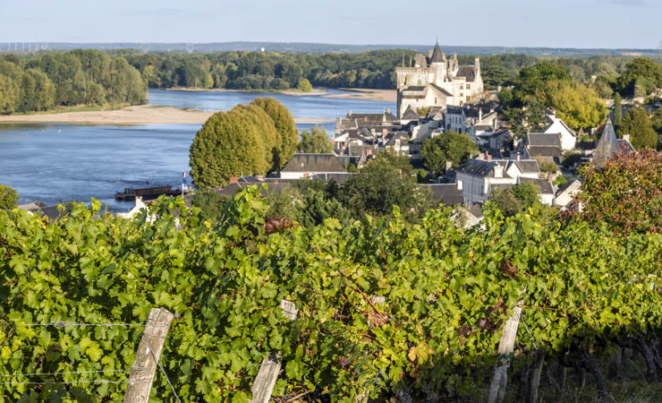 Vineyards in Montsoreau