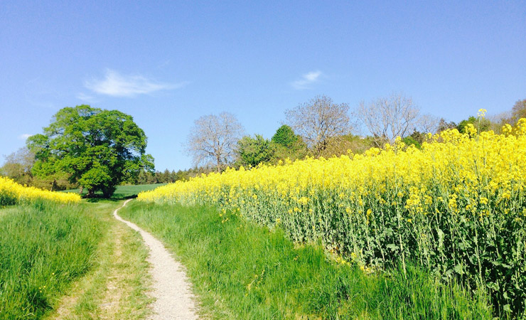 Mainau Island