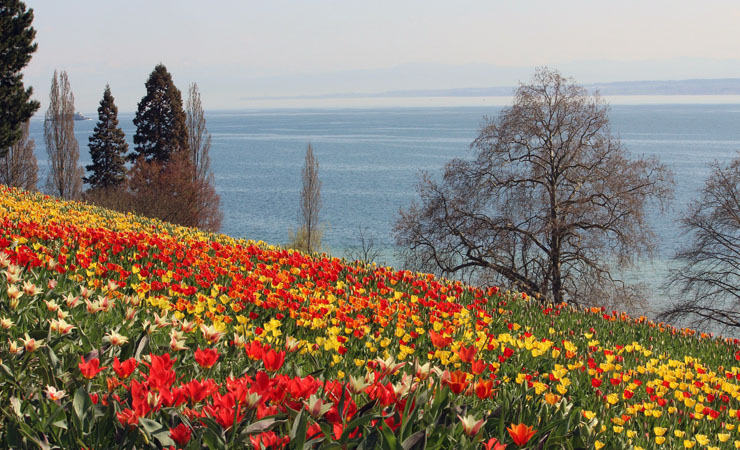 Mainau Island