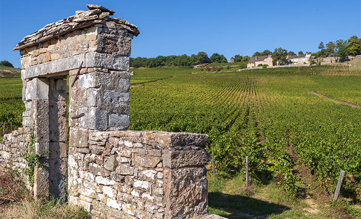 vineyards of Givry