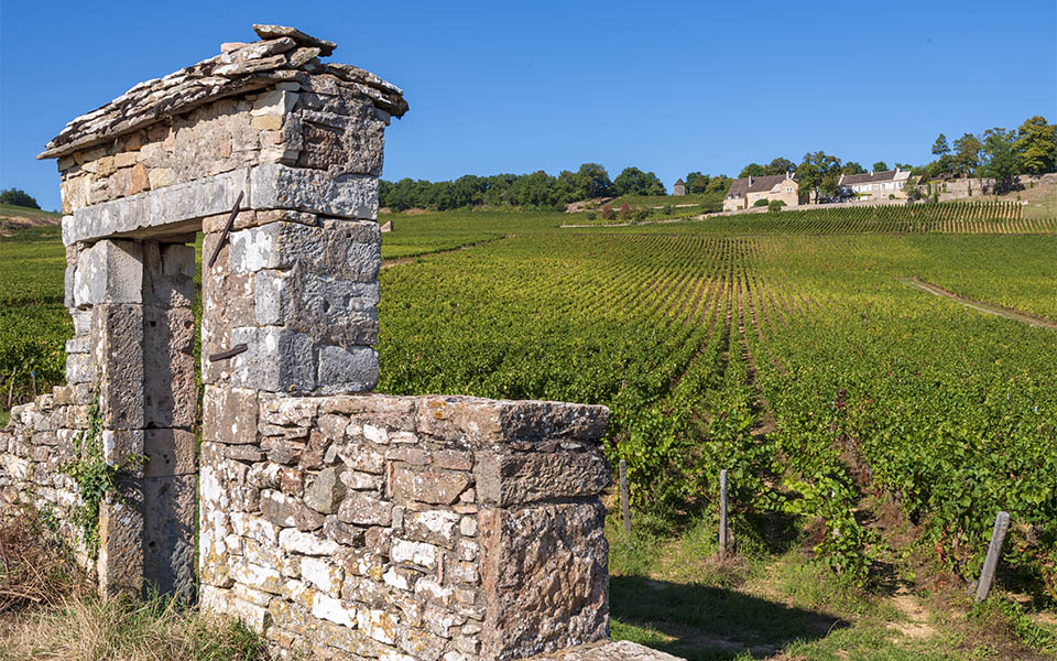 vineyards of Givry