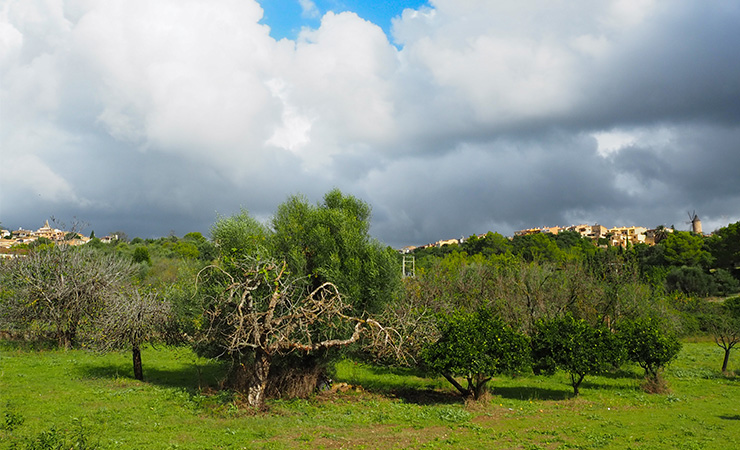 Majorca - Porreres