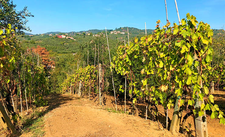 Tuscany - Montecatini - Vinci