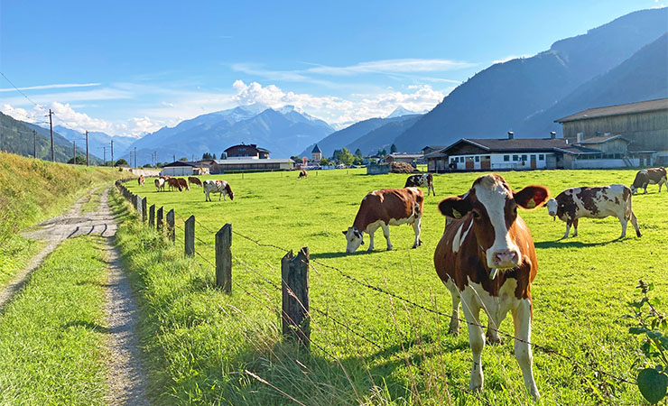 Innsbruck- Wien