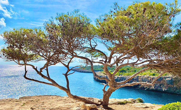 Majorca