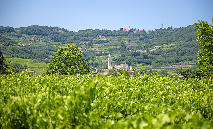 Venetia - vineyards