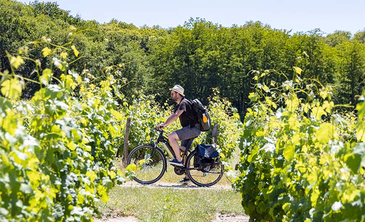 Ride through the vineyards