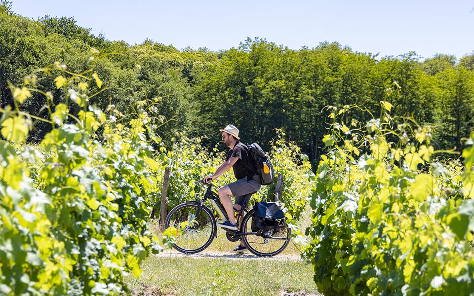 Ride through the vineyards