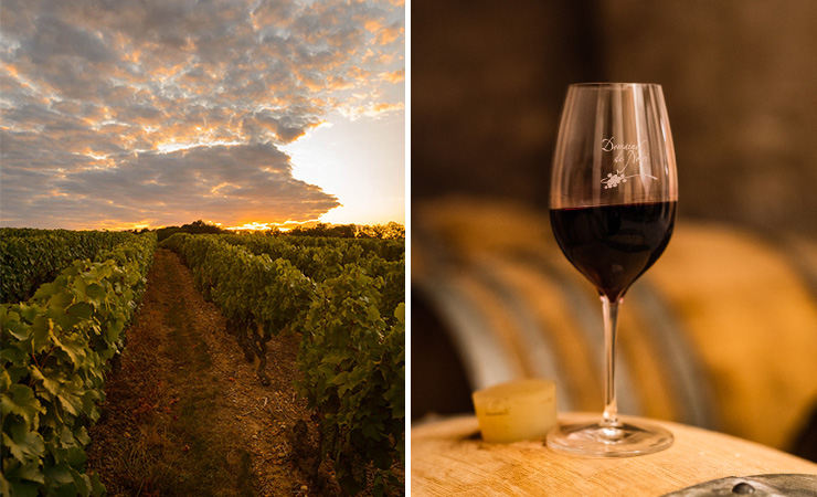 Chinon vineyards & wine