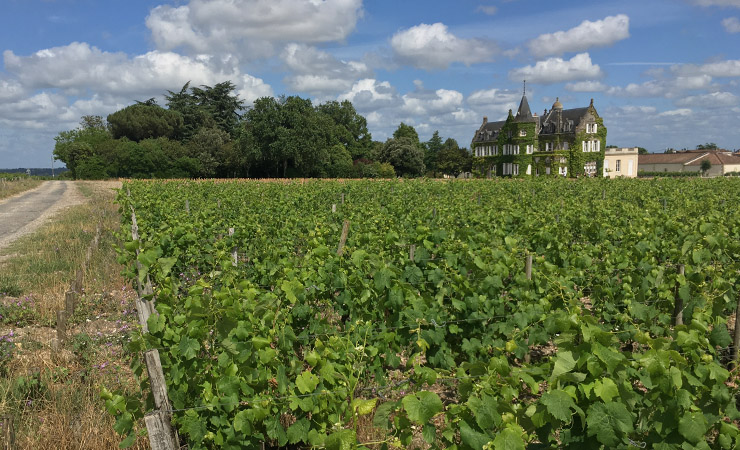 Bordeaux vineyards