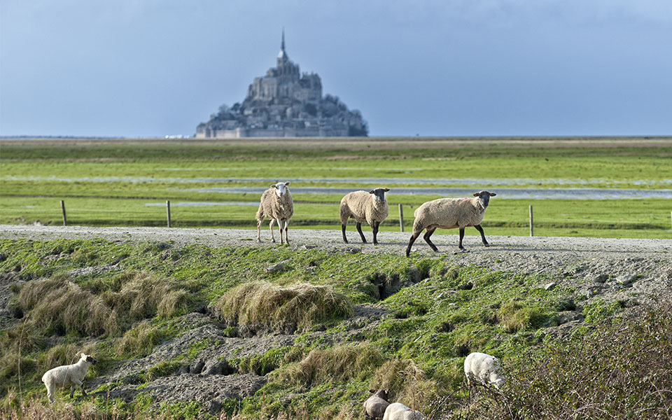 Salt meadows of Mont-Saint-Michel